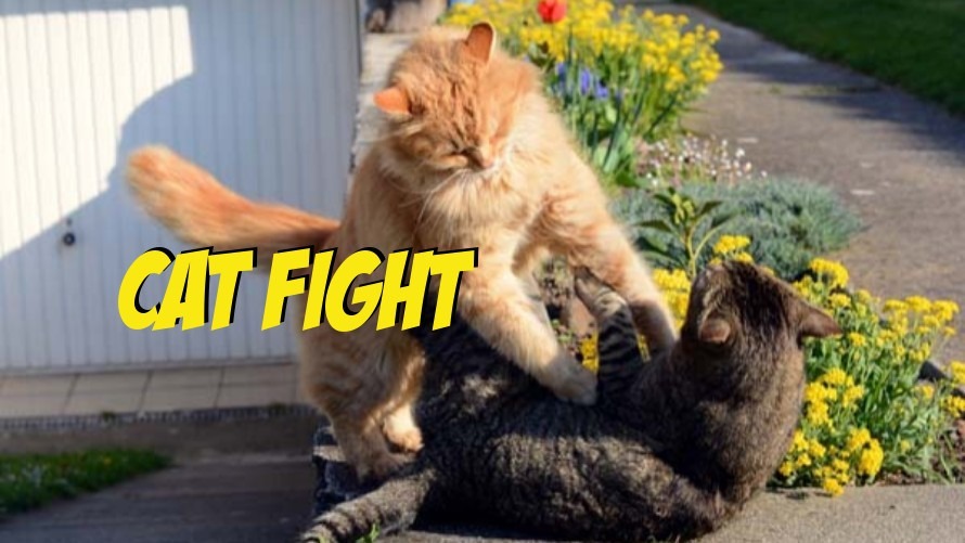 Street MMA: The Most Legitimate Fight Ever to Happen Inside a Woman’s Bathroom