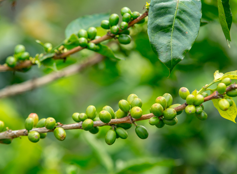 Green Coffee Beans